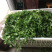【荐】野生荠菜-绿色食品认证，基地规范化种植，欢迎合作