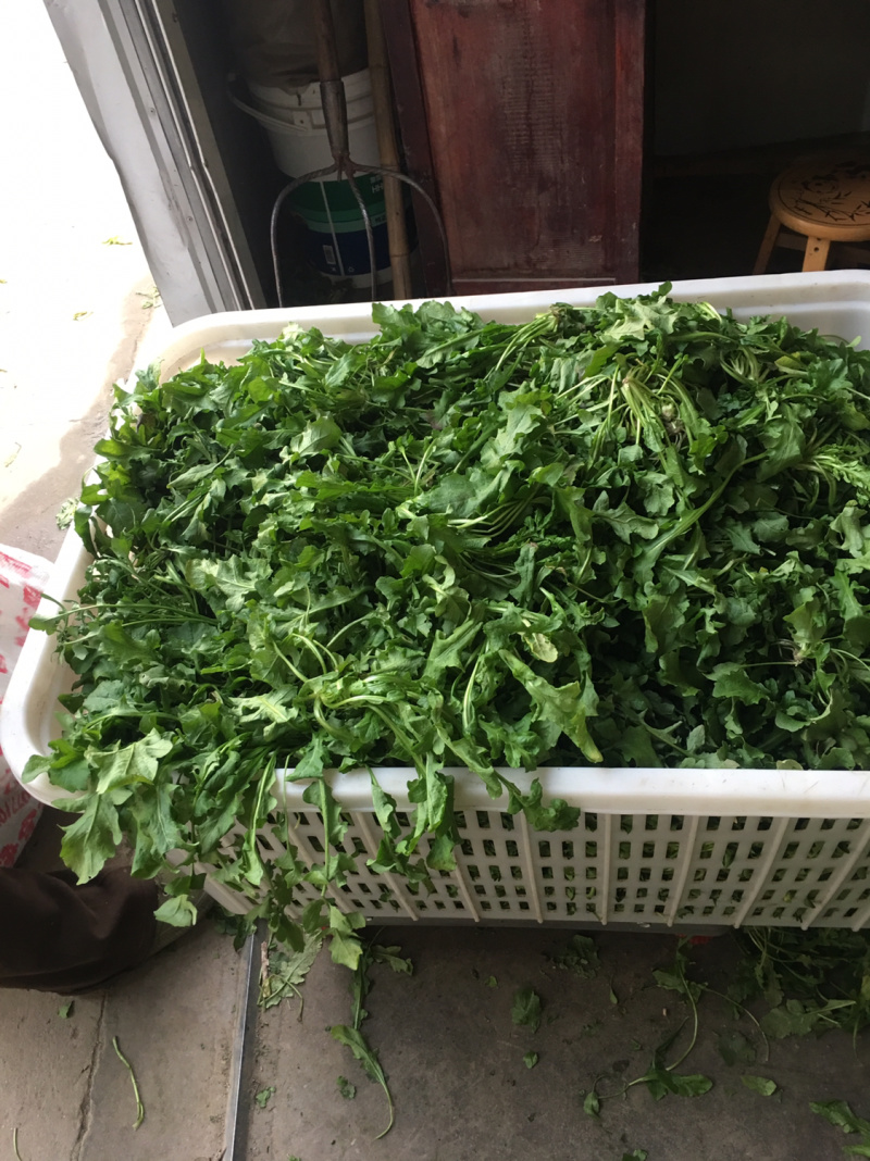 【荐】野生荠菜-绿色食品认证，基地规范化种植，欢迎合作