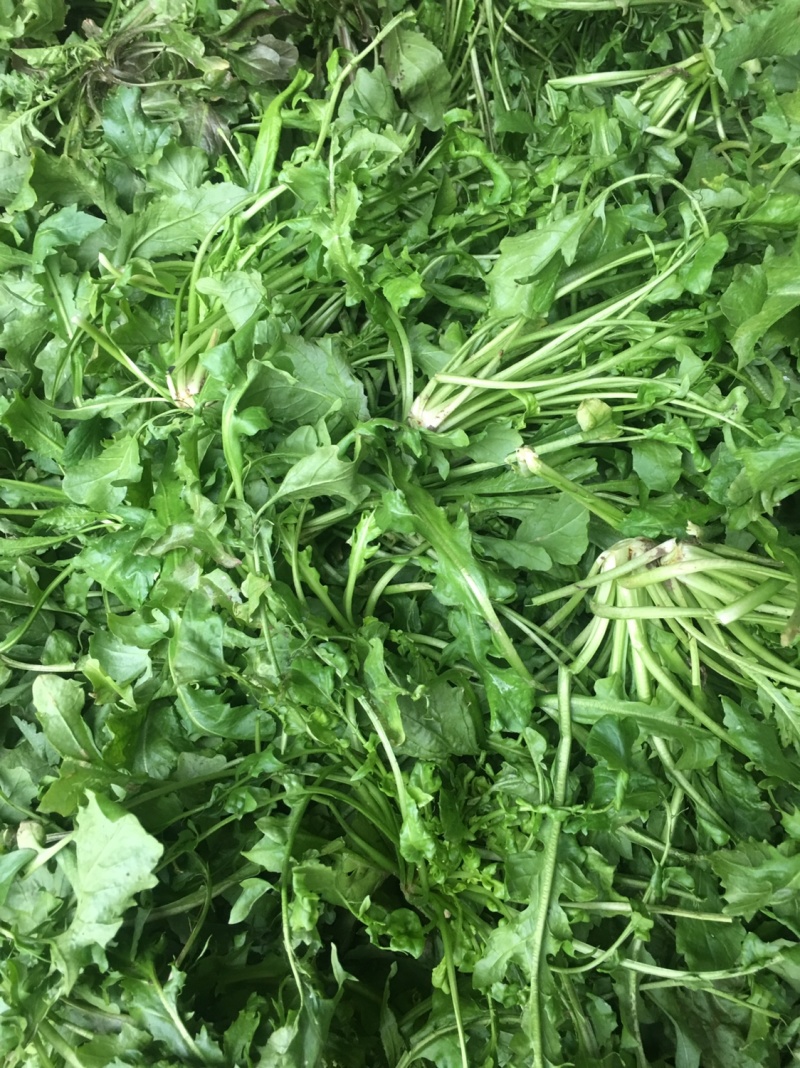 【荐】野生荠菜-绿色食品认证，基地规范化种植，欢迎合作