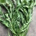 【荐】野生荠菜-绿色食品认证，基地规范化种植，欢迎合作