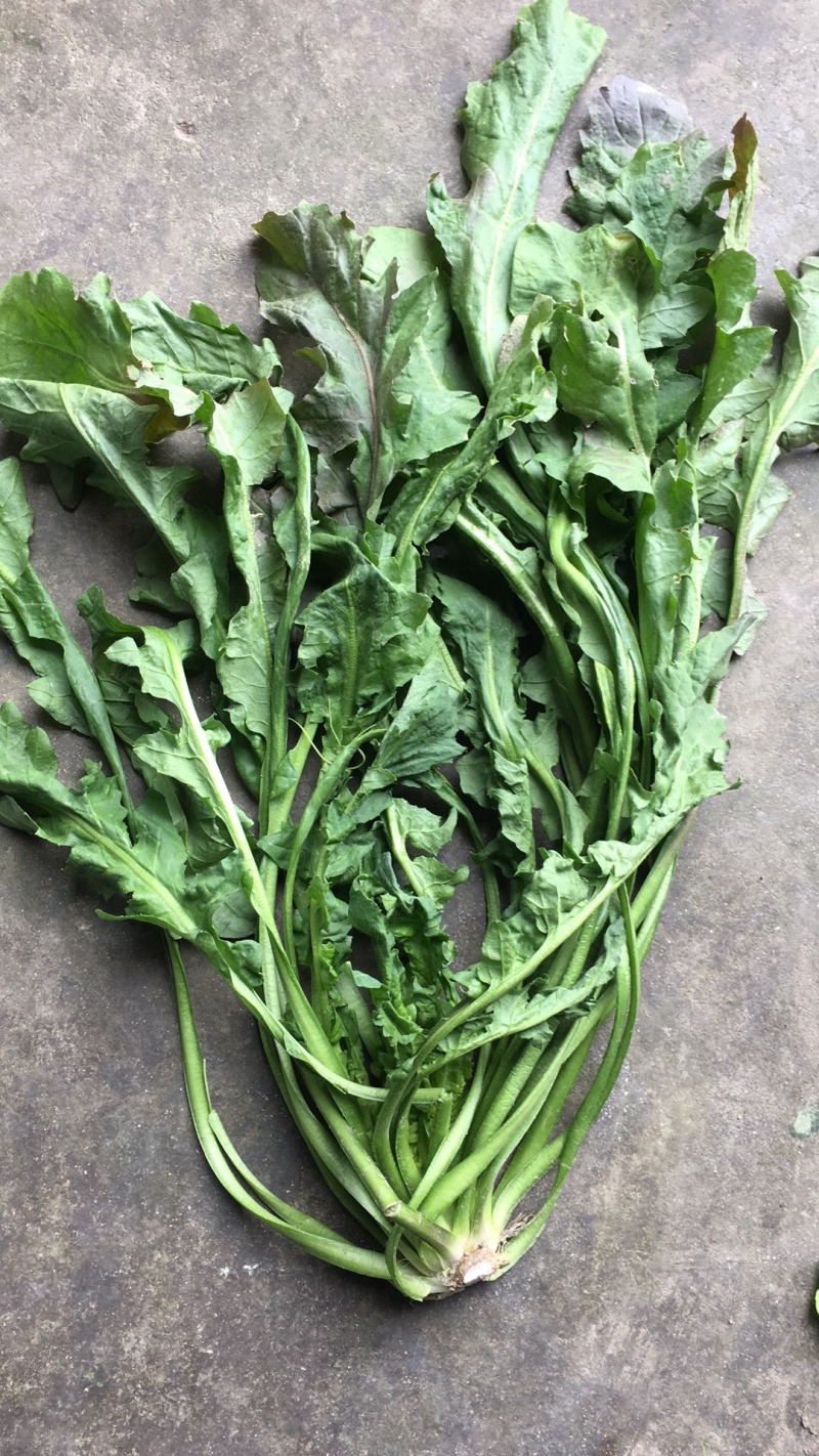 【荐】野生荠菜-绿色食品认证，基地规范化种植，欢迎合作