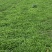 【荐】野生荠菜-绿色食品认证，基地规范化种植，欢迎合作