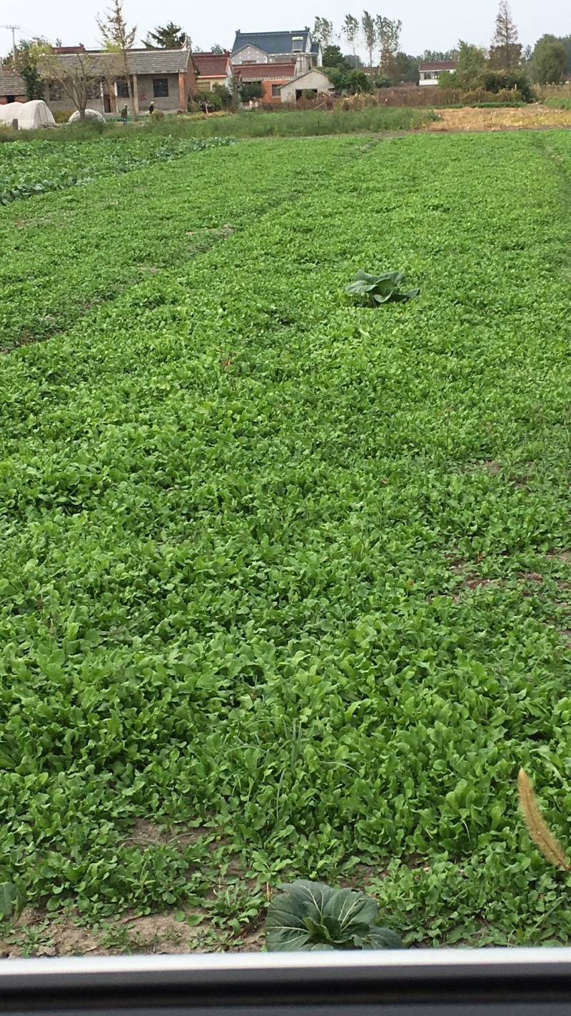 【荐】野生荠菜-绿色食品认证，基地规范化种植，欢迎合作