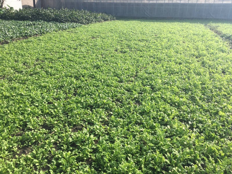 【荐】野生荠菜-绿色食品认证，基地规范化种植，欢迎合作