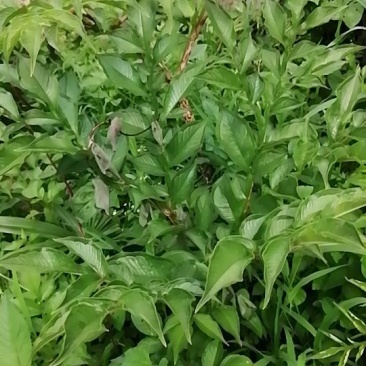 魔芋