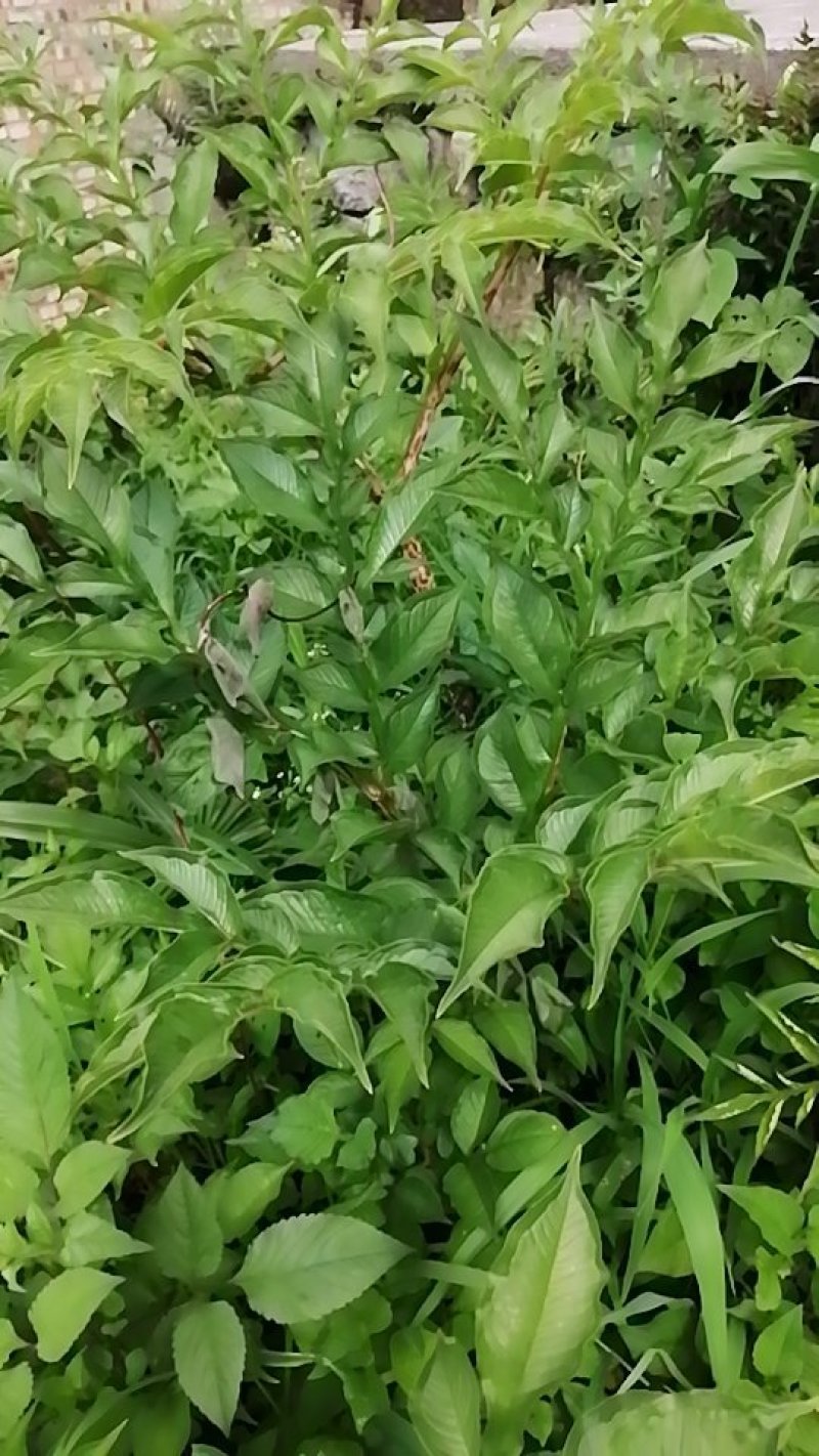 魔芋