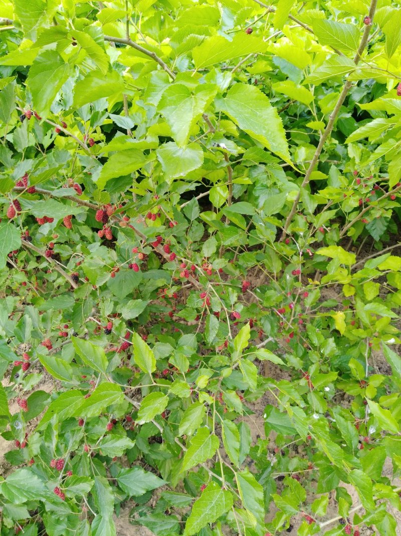 果桑苗桑葚苗耐寒甜果桑树苗现挖现发保湿邮寄保成活