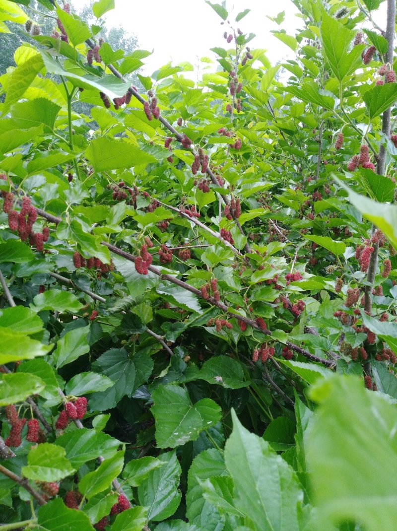 果桑苗桑葚苗耐寒甜果桑树苗现挖现发保湿邮寄保成活