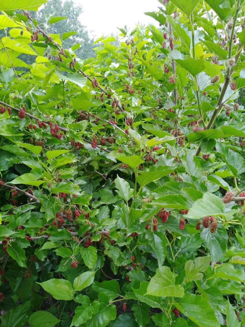 果桑苗桑葚苗耐寒甜果桑树苗现挖现发保湿邮寄保成活