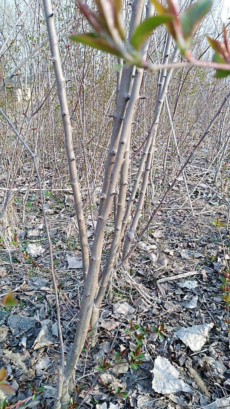 果桑苗桑葚苗耐寒甜果桑树苗现挖现发保湿邮寄保成活