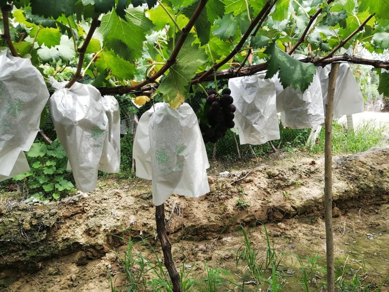 陕西精品沪太八号葡萄，大量上市中，需要的老板联系了