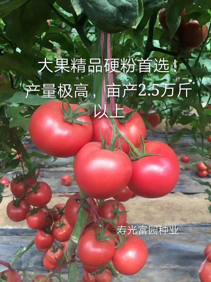 西红柿苗大粉果早熟抗病毒耐热耐裂抗线虫