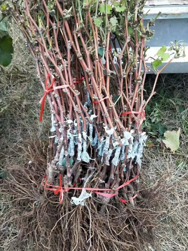 藤稔葡萄苗基地直销，包成活，包品种提供技术