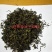 赶黄草