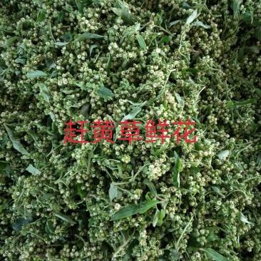 赶黄草花花
