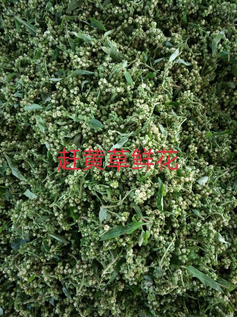 赶黄草花花