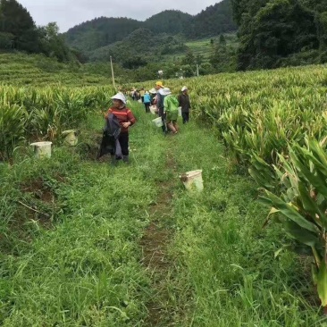 阳荷