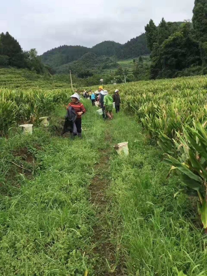 阳荷