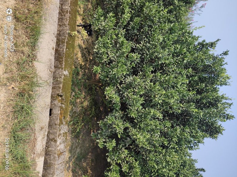 南丰蜜橘树大量出售12/20公分
