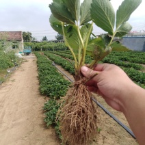 法兰地草莓苗脱毒苗，提供种植技术，苗子健壮章姬，甜查理