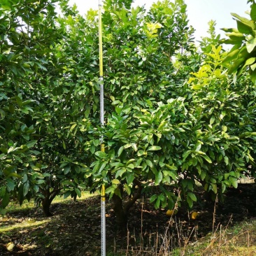 丛生柚子树，地苗，断根苗各种规格大量现货…………