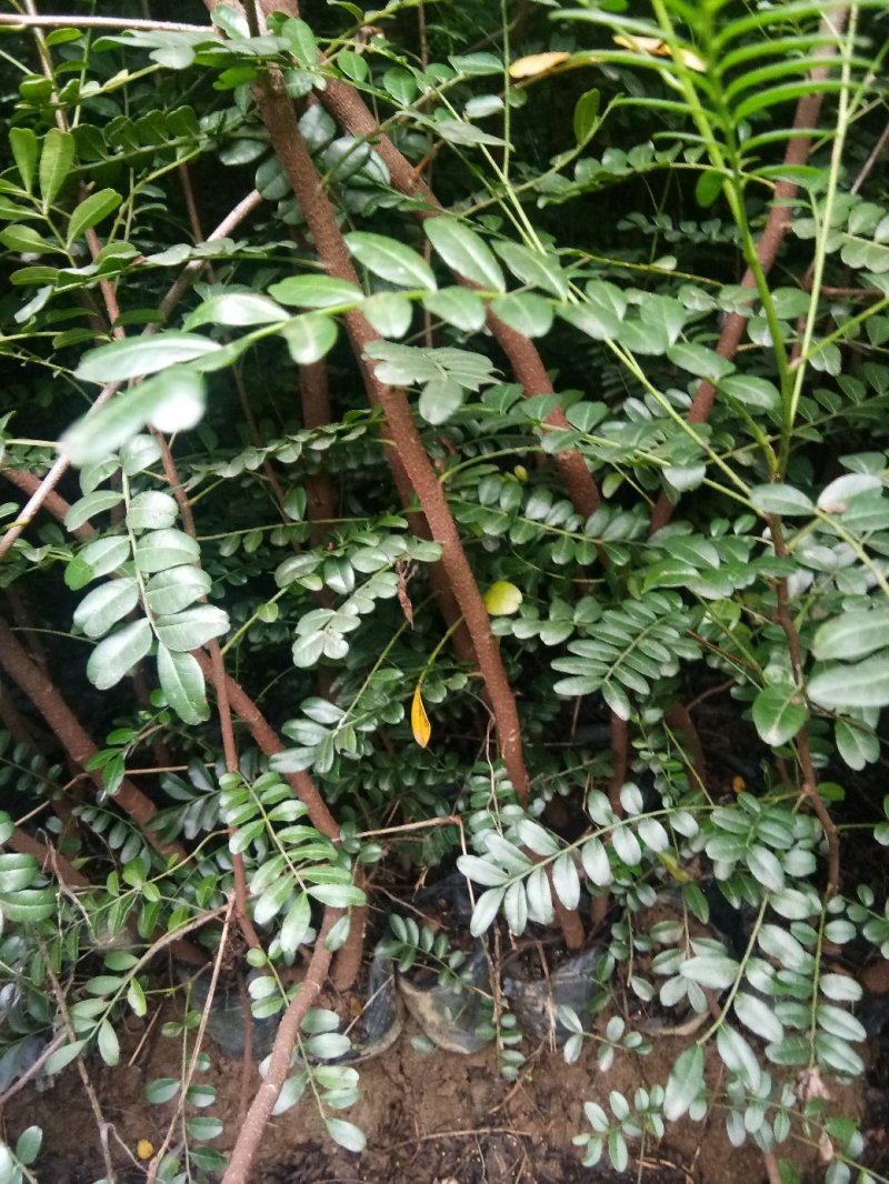 云南省大理州漾濞县清香木苗一手货源保质保量