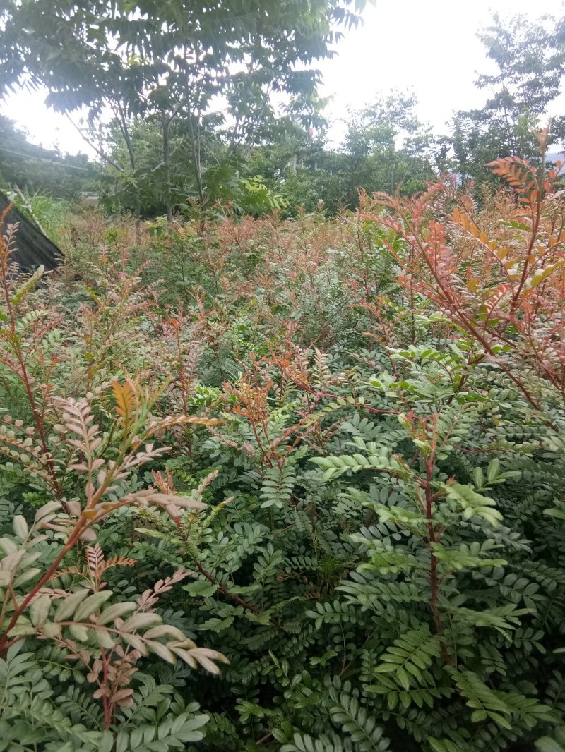 云南省大理州漾濞县清香木苗一手货源保质保量