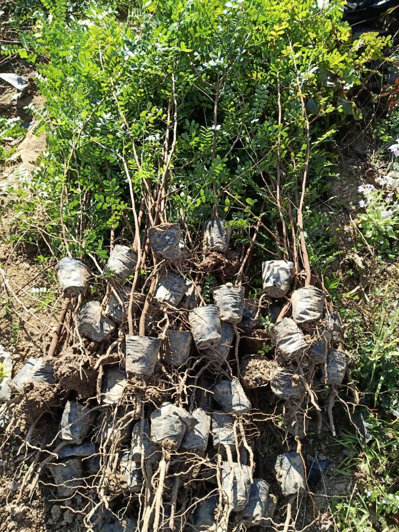 云南省大理州漾濞县清香木苗一手货源保质保量