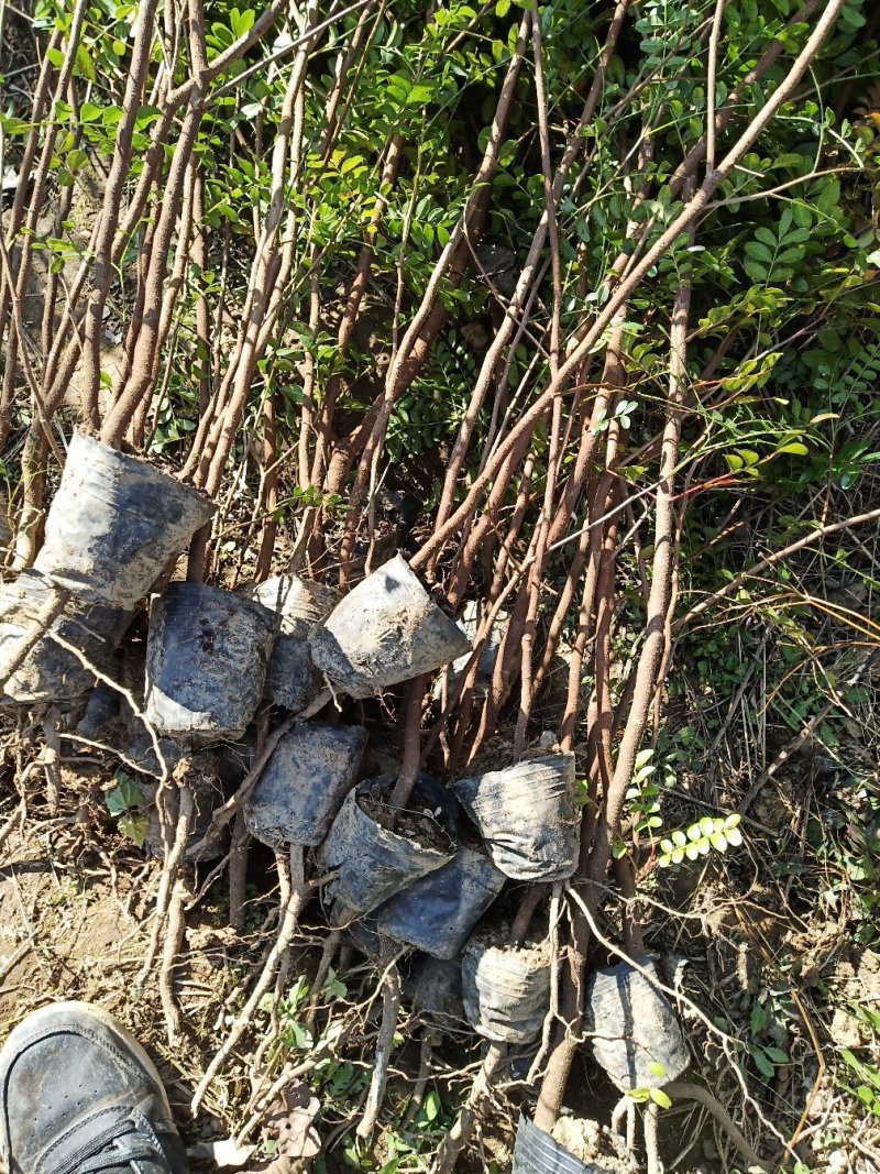 云南省大理州漾濞县清香木苗一手货源保质保量