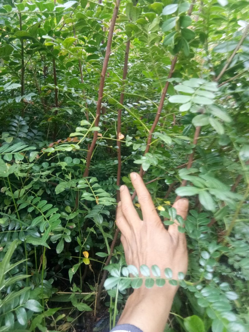 云南省大理州漾濞县清香木苗一手货源保质保量