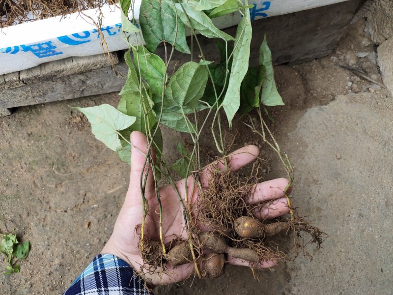 金果榄地苦胆青牛胆种苗野生苗适合种植好品种