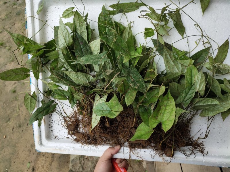 金果榄地苦胆青牛胆种苗野生苗适合种植好品种