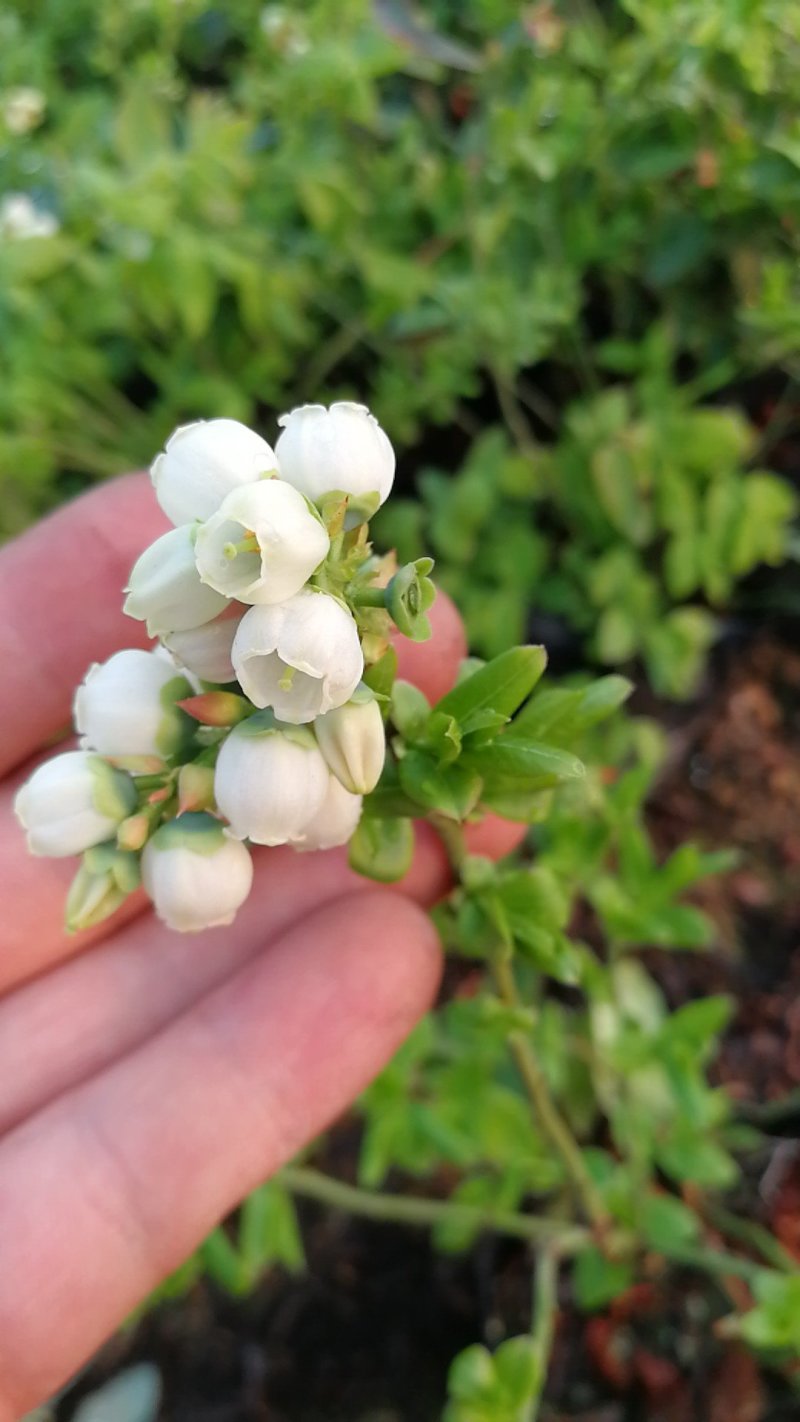 蓝莓苗L25绿宝石薄雾优瑞卡F6莱克西，云雀法新