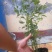 蓝莓苗L25绿宝石薄雾优瑞卡F6莱克西,云雀法新