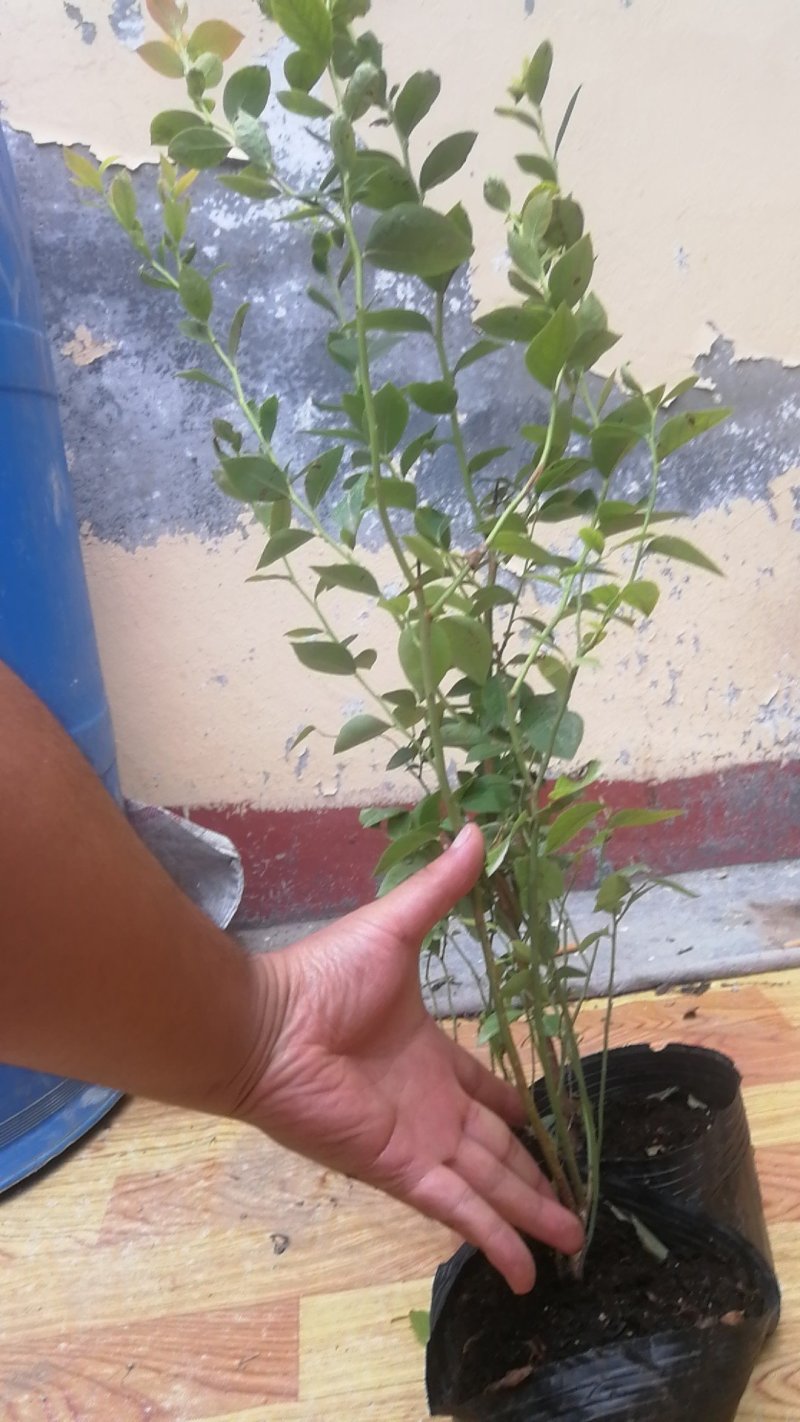 蓝莓苗L25绿宝石薄雾优瑞卡F6莱克西，云雀法新