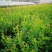 蓝莓苗L25绿宝石薄雾优瑞卡F6莱克西,云雀法新