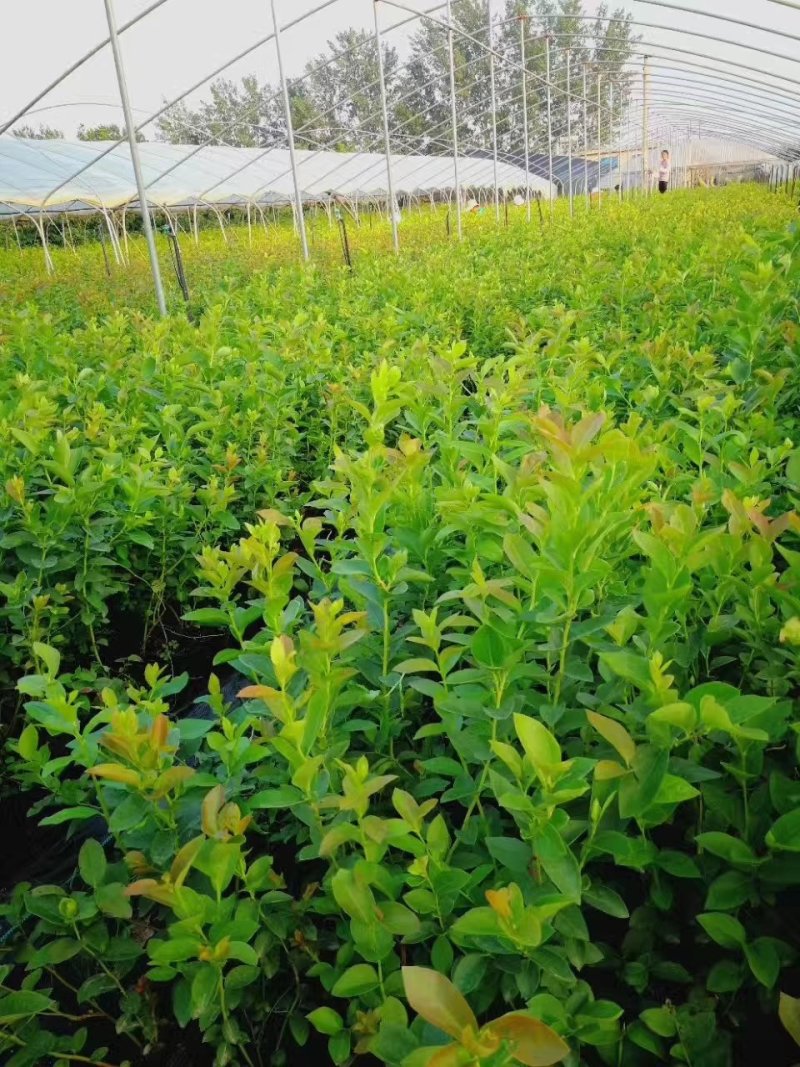蓝莓苗L25绿宝石薄雾优瑞卡F6莱克西，云雀法新