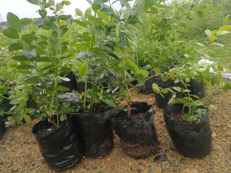 蓝莓苗L25绿宝石薄雾优瑞卡F6莱克西，云雀法新