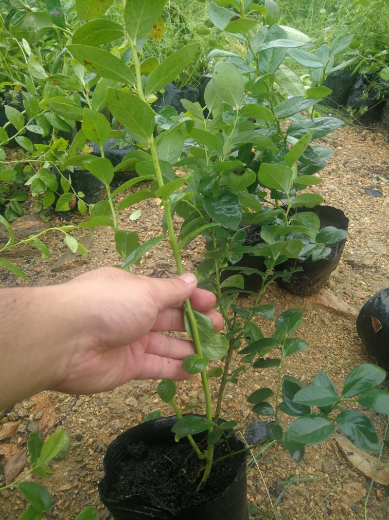 蓝莓苗L25绿宝石薄雾优瑞卡F6莱克西，云雀法新