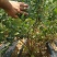 蓝莓苗L25绿宝石薄雾优瑞卡F6莱克西,云雀法新