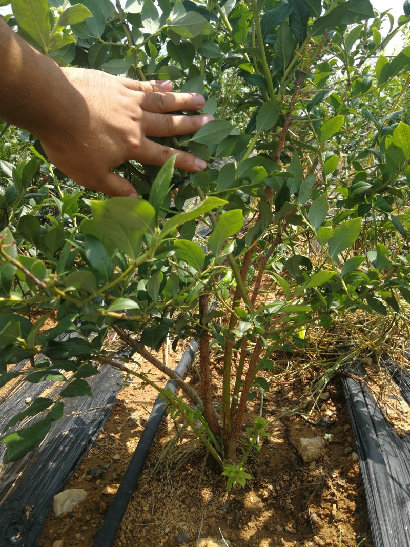 蓝莓苗L25绿宝石薄雾优瑞卡F6莱克西，云雀法新