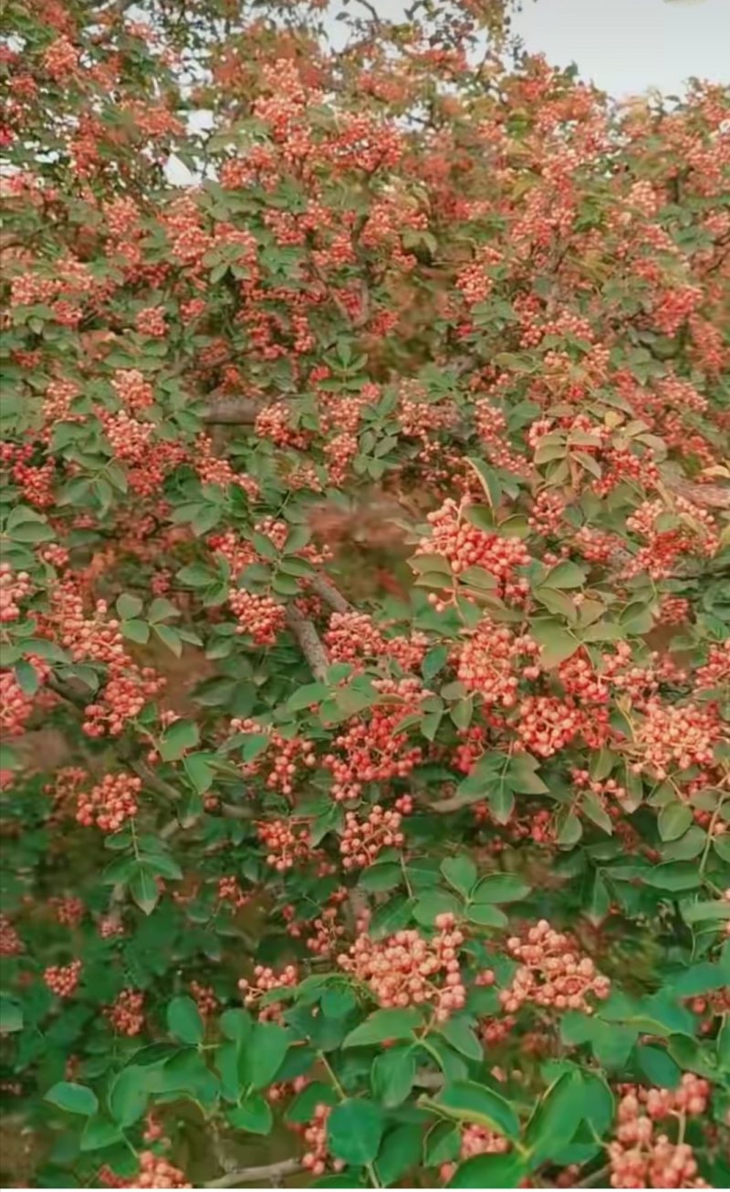 花椒苗