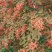 花椒苗