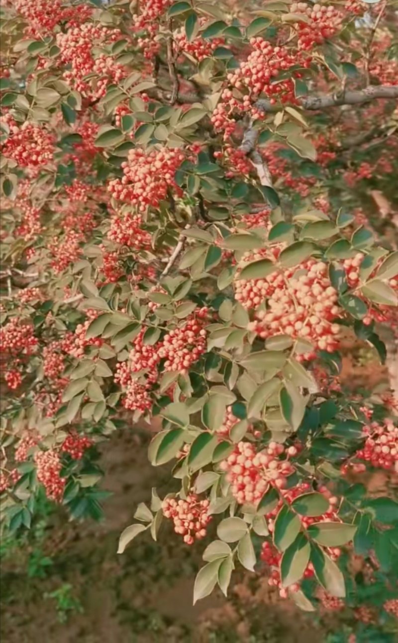 花椒苗