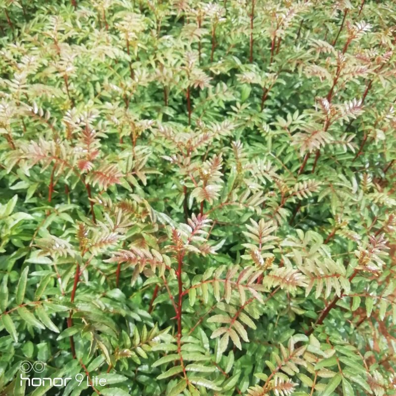 花椒苗