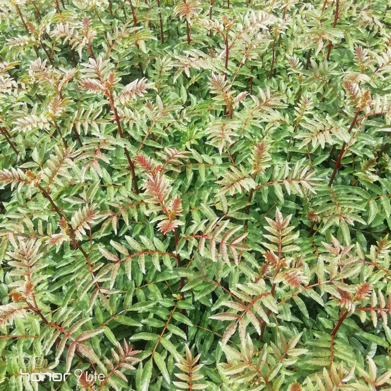 花椒苗