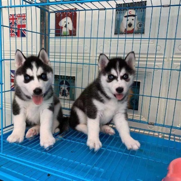大型猎犬养殖基地