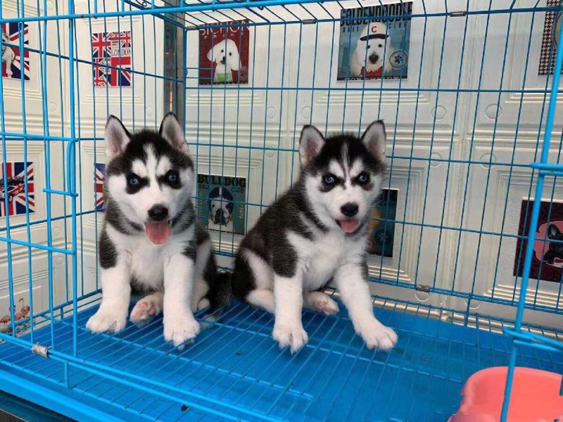 大型猎犬养殖基地