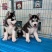 大型猎犬养殖基地
