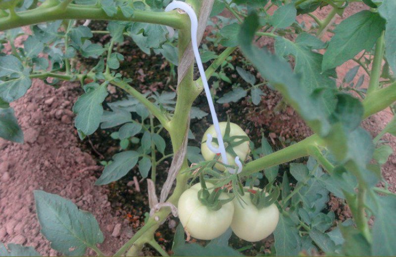 西红柿黄瓜挂钩果穗挂钩吊穗挂钩托穗挂钩原料大棚专